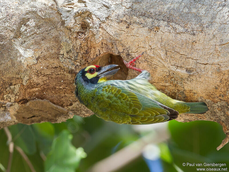 Barbu à plastron rouge