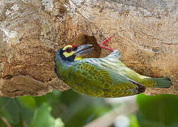 Coppersmith Barbet