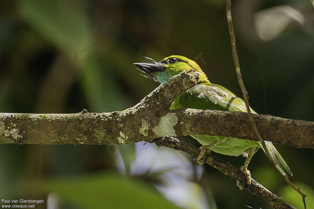 Yellow-crowned Barbetadult