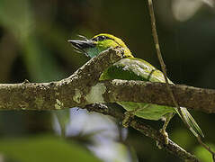 Yellow-crowned Barbet