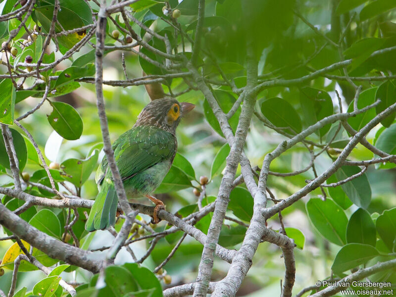 Brown-headed Barbet