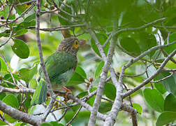 Brown-headed Barbet