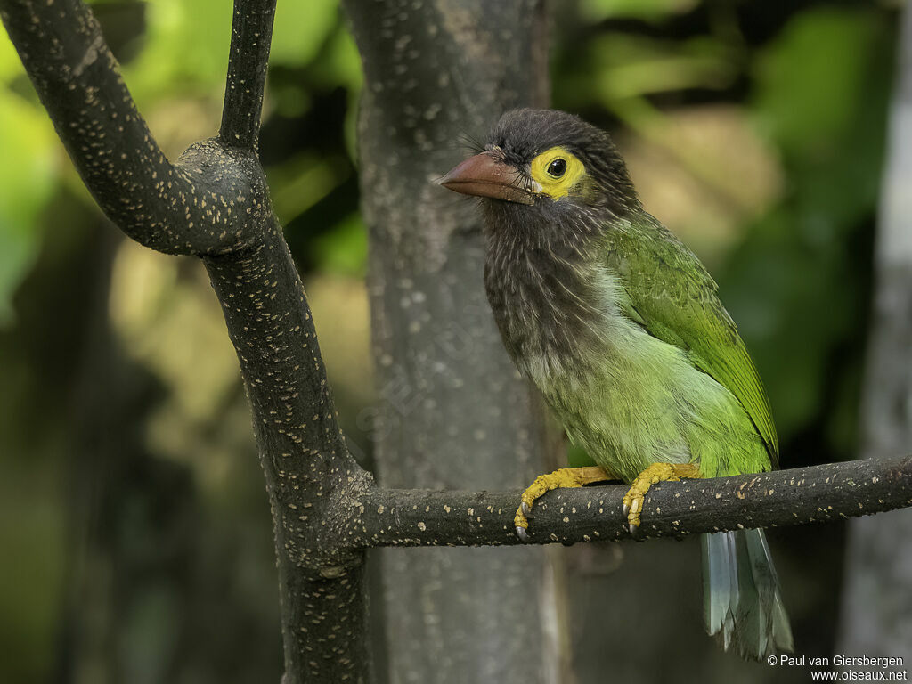 Brown-headed Barbetadult