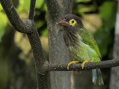 Brown-headed Barbet