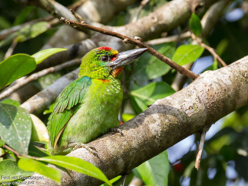 Red-throated Barbetadult