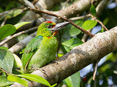 Red-throated Barbet