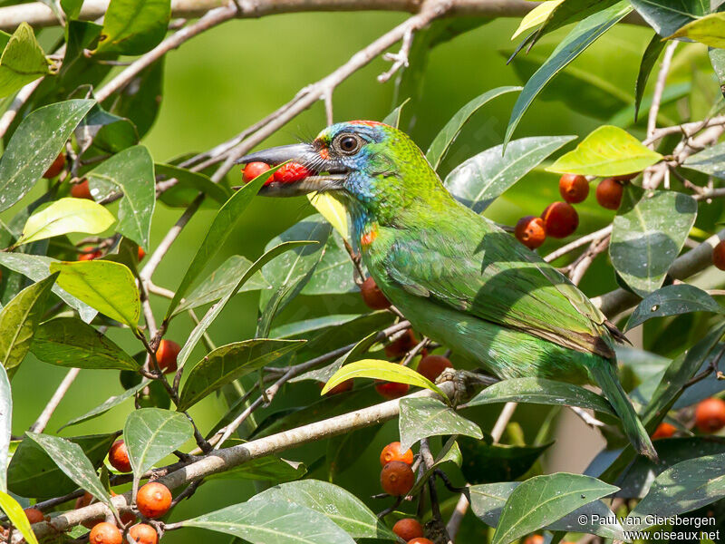 Red-throated Barbet