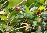 Barbu arlequin