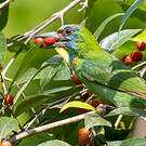 Barbu arlequin