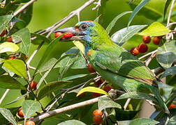 Red-throated Barbet