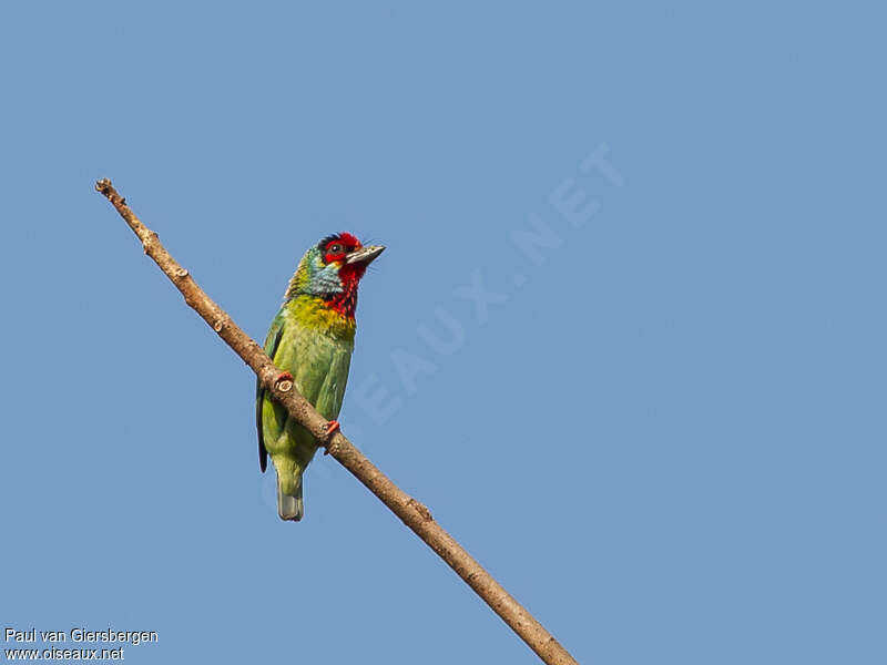 Malabar Barbetadult, identification