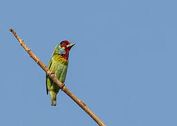 Malabar Barbet