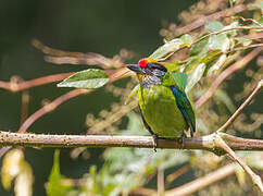 Golden-throated Barbet