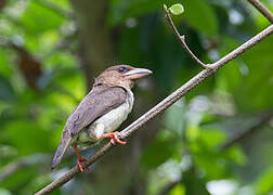 Sooty Barbet