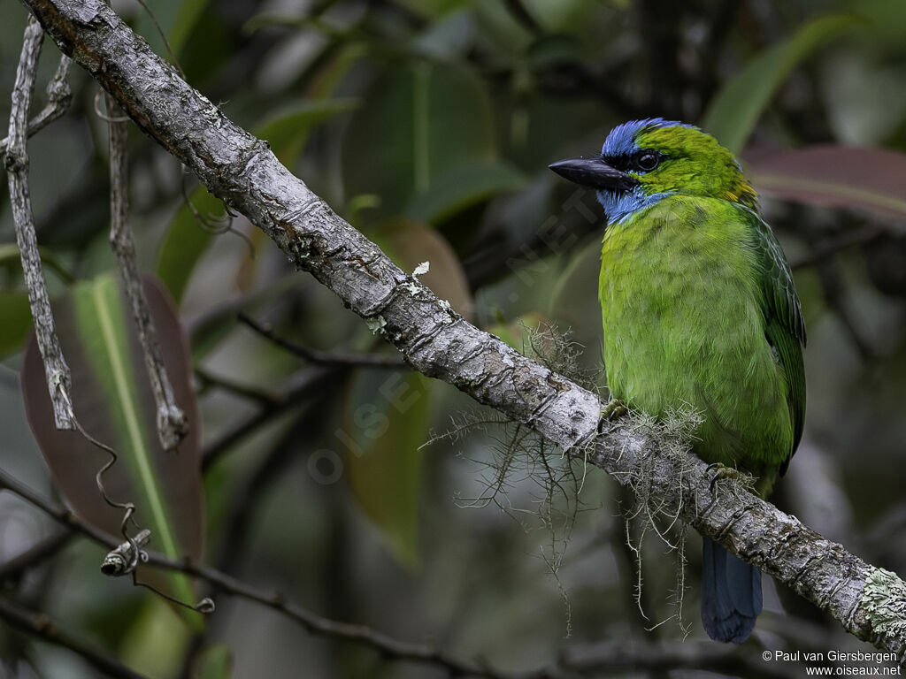 Golden-naped Barbetadult