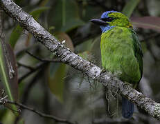 Golden-naped Barbet