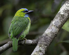 Golden-naped Barbet