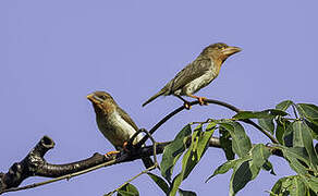 Brown Barbet