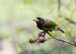 Great Barbet