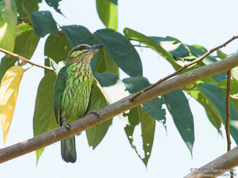 Green-eared Barbet