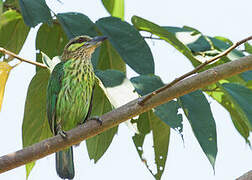 Green-eared Barbet