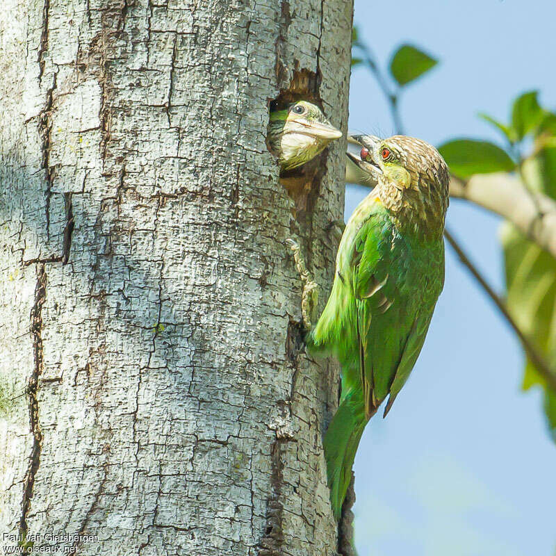 Green-eared Barbet, Reproduction-nesting