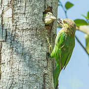 Green-eared Barbet