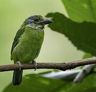 Barbu montagnard