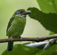 Barbu montagnard