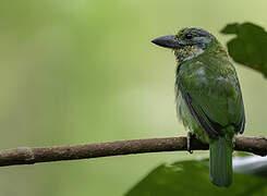 Mountain Barbet