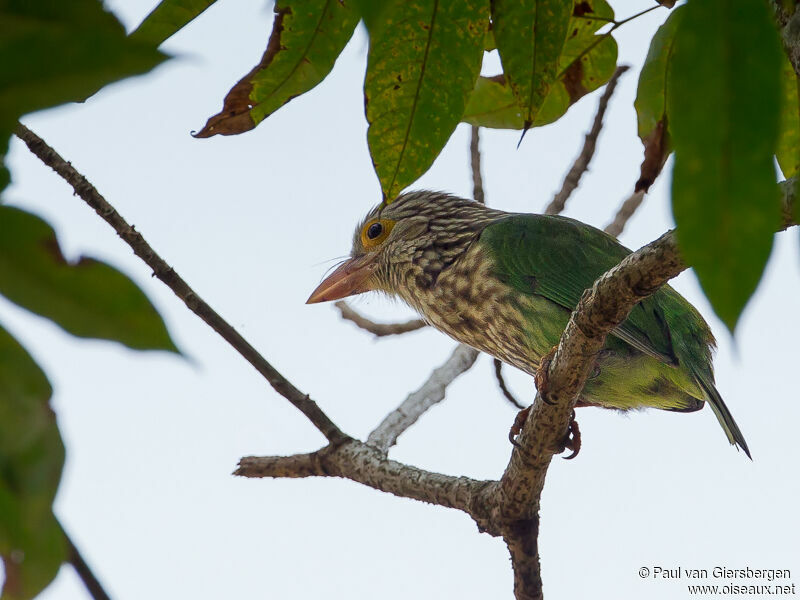 Lineated Barbet