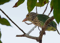 Lineated Barbet