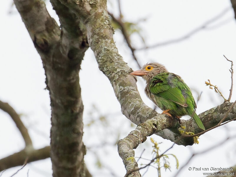 Lineated Barbet