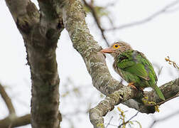 Lineated Barbet