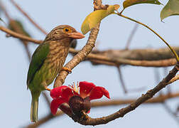 Lineated Barbet