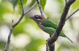 White-cheeked Barbet