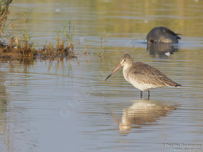 Black-tailed Godwit