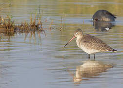 Black-tailed Godwit