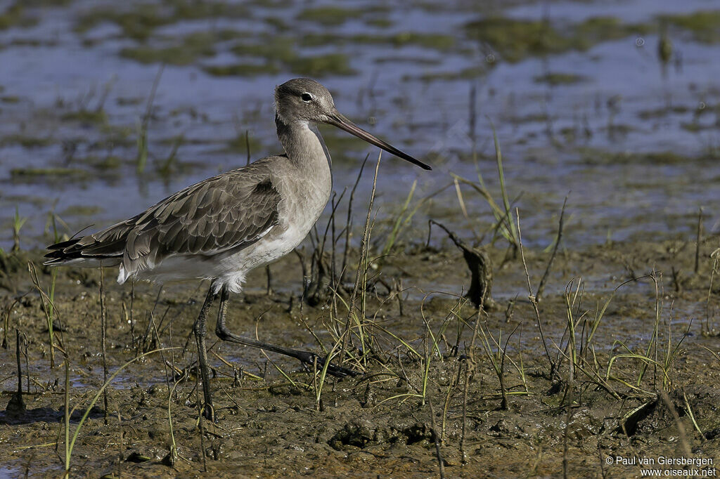 Black-tailed Godwitadult