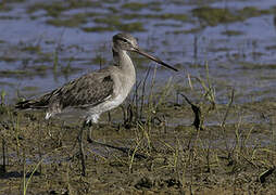 Black-tailed Godwit