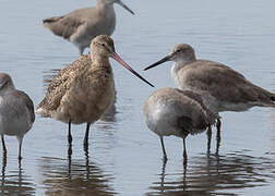 Marbled Godwit