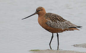 Bar-tailed Godwit