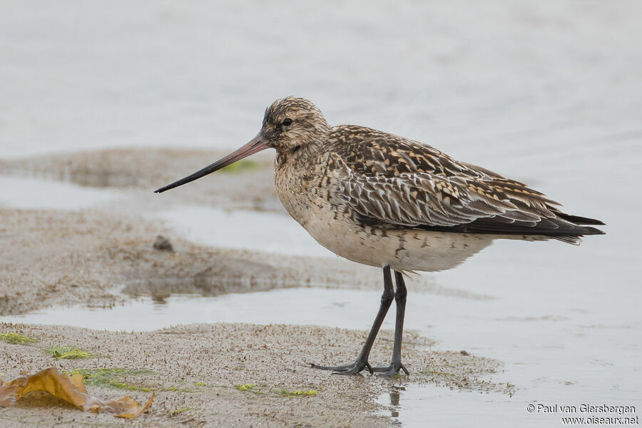Bar-tailed Godwit female adult breeding