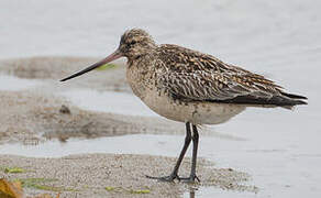 Bar-tailed Godwit