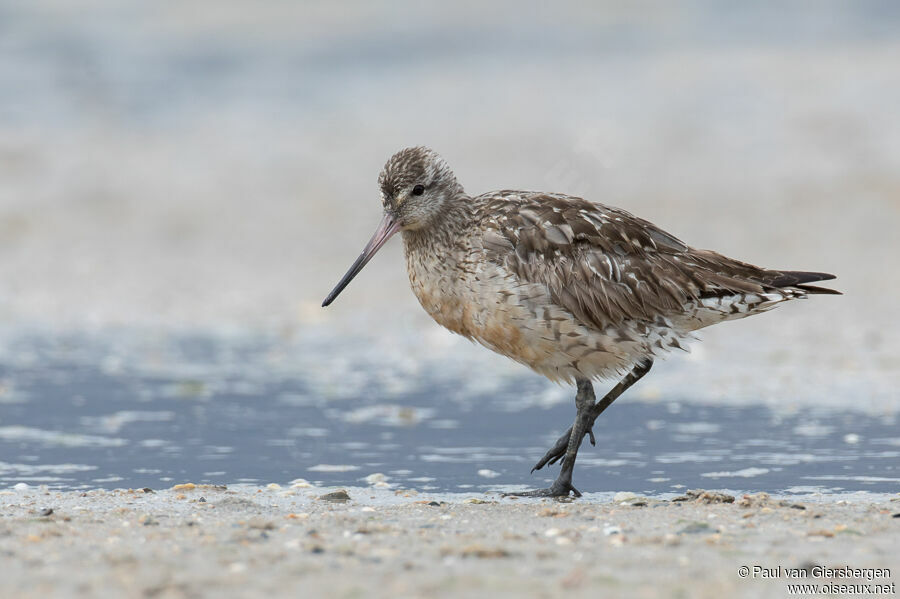 Bar-tailed Godwitadult post breeding