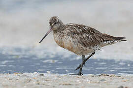 Bar-tailed Godwit