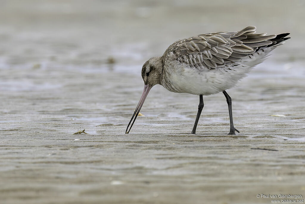 Bar-tailed Godwitadult