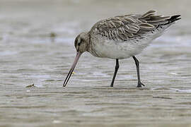 Bar-tailed Godwit