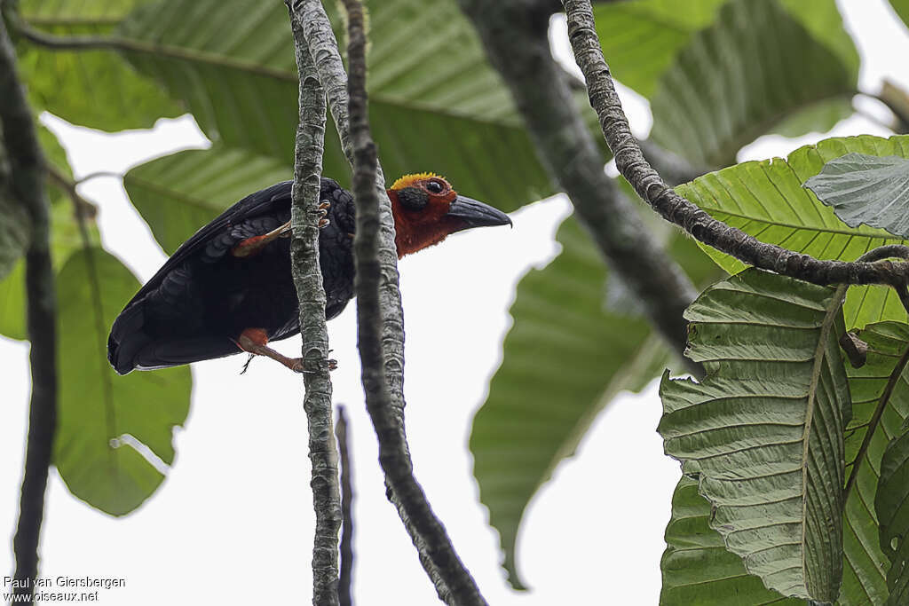 Bornean Bristleheadadult