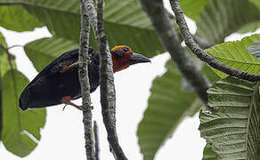 Bornean Bristlehead